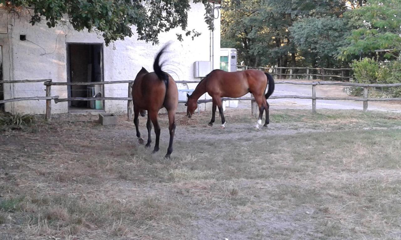 Ferme Equestre Des Abrons Vila Pailloles Exterior foto